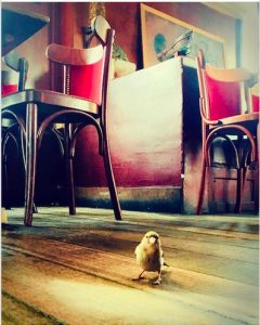 oiseau au bar la caravelle vieux port marseille
